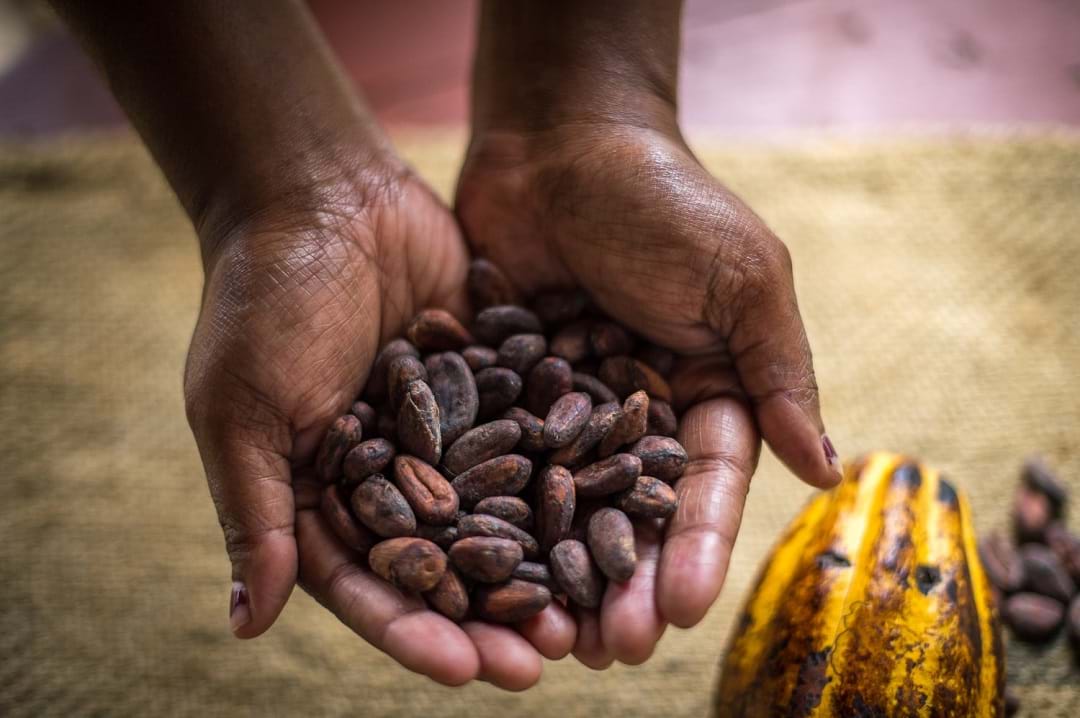 Visit a cocoa plantation in Santo, Vanuatu