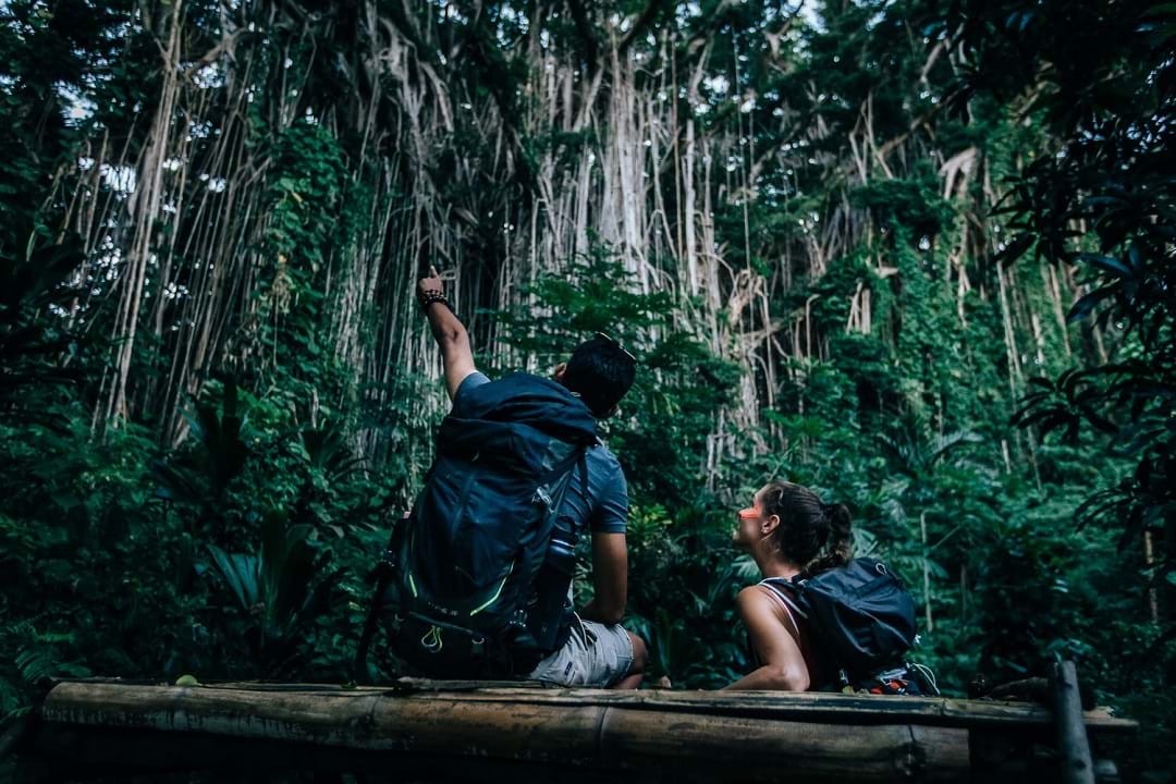 Banyan trees in Port Vila, Efate