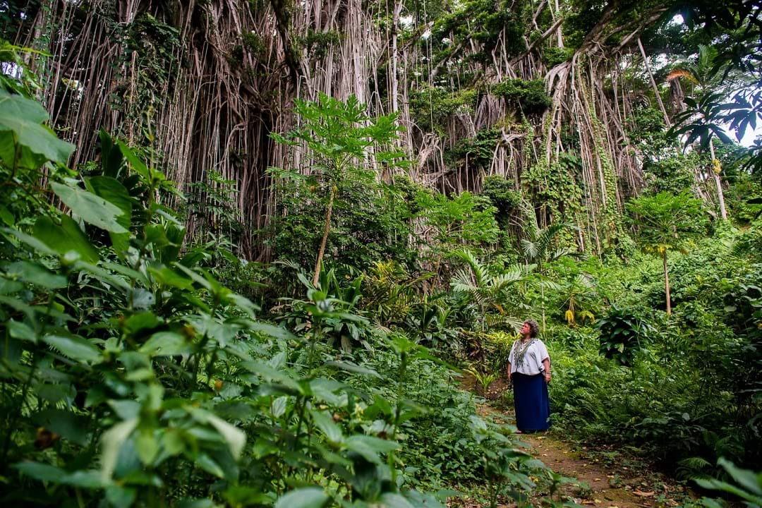 A woman exploring the Banyan tree forest