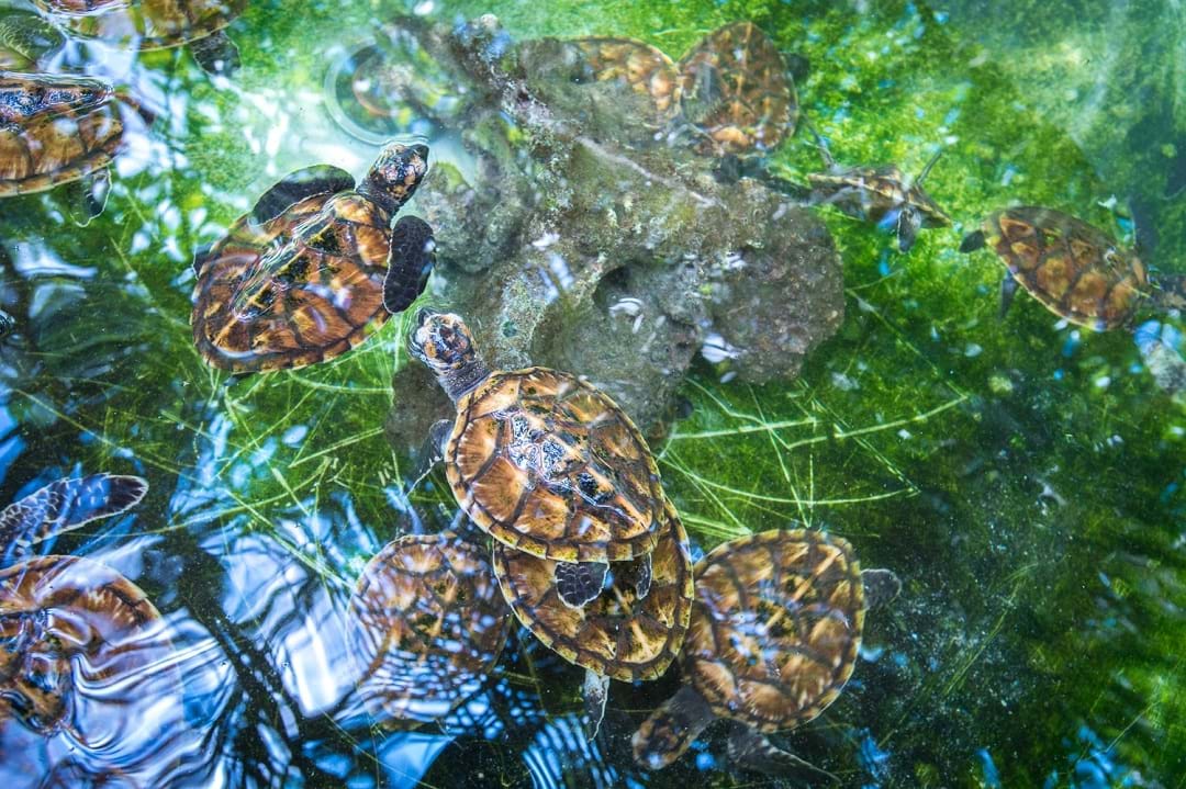 Snorkel with the Sea Turtles in Efate, Vanuatu