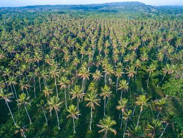 A coconut tree forest on Port Vila, Efate